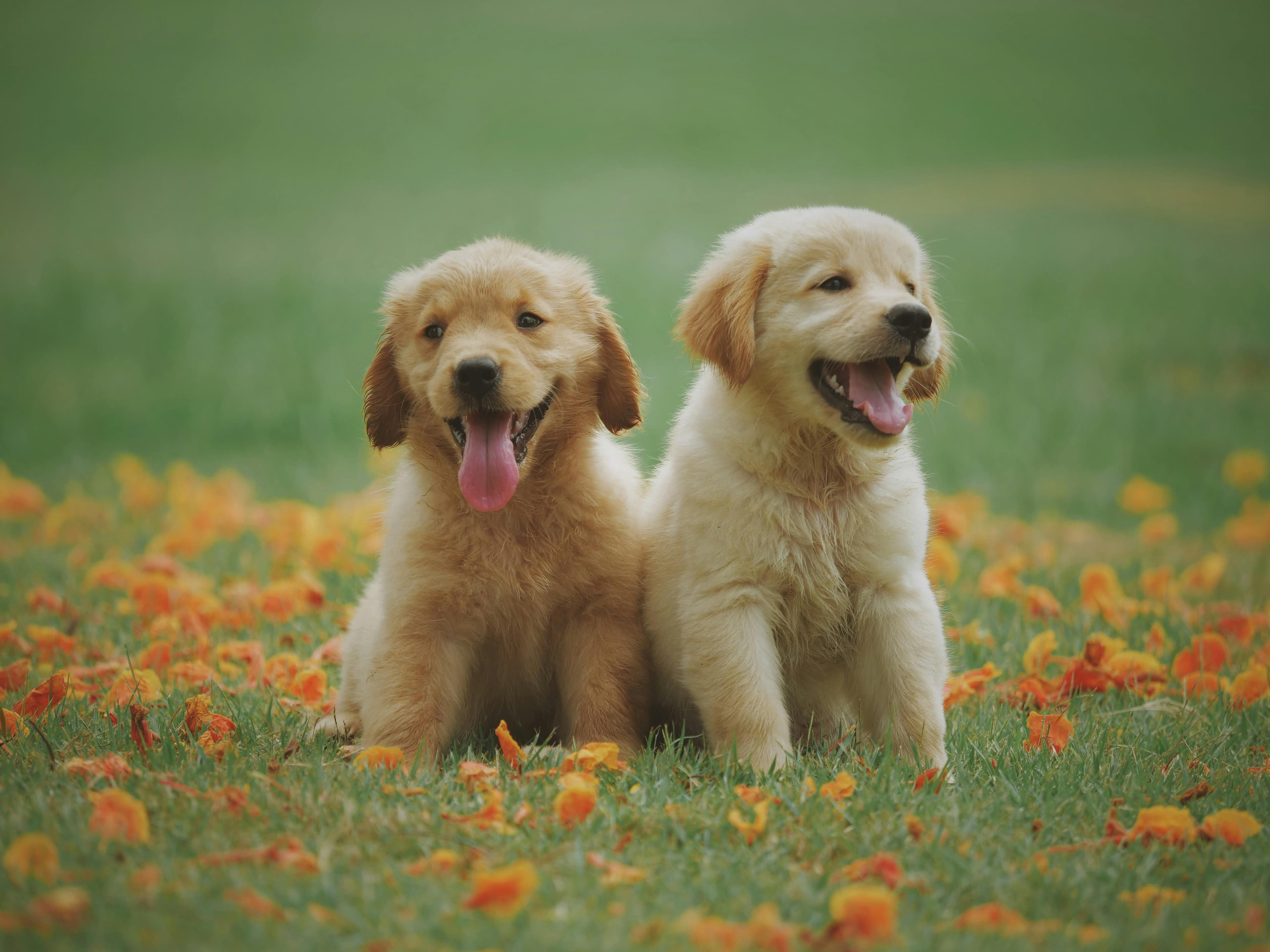 Happy dogs playing in a clean backyard